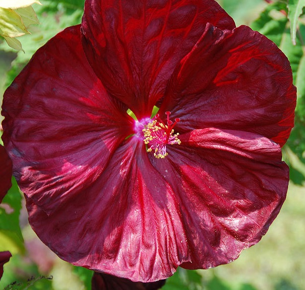 Hardy Hibiscus, Rose Mallow, Swamp Mallow Robert Fleming