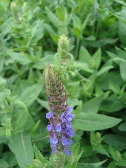 Salvia Species, Hardy Salvia, Meadow Sage
