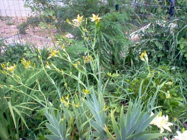 Iris, Blackberry Lily, Leopard Lily Hello Yellow