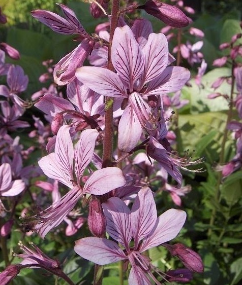 Dictamnus, Burning Bush, Dittany, Gas Plant Purpureus