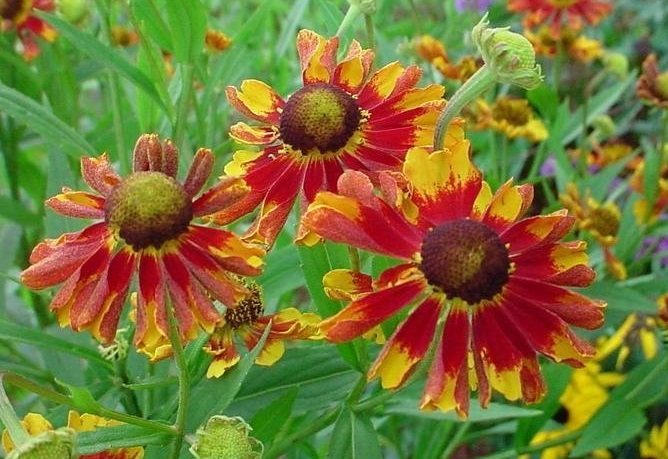 Helenium, Sneezeweed, Helens Flower, Dogtooth Daisy Red & Gold