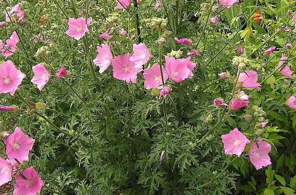 Malva, Hollyhock Mallow Fastigiata