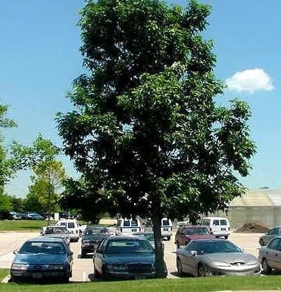 Green Ash