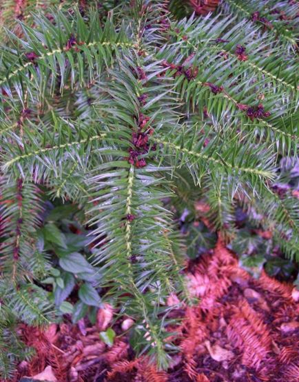 Cunninghamia Species, China-Fir, China Fir, Chinese Fir