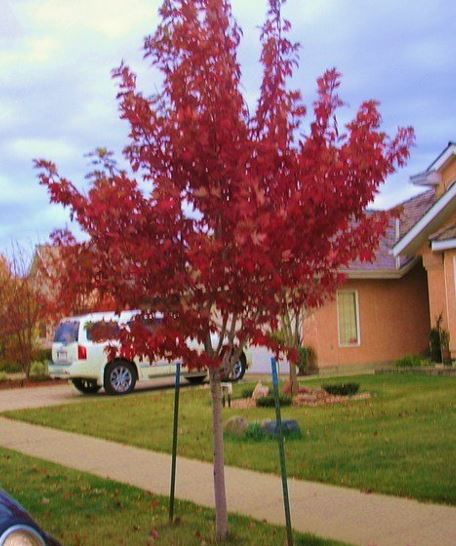 Freemans Maple, Hybrid Red Maple Autumn Blaze