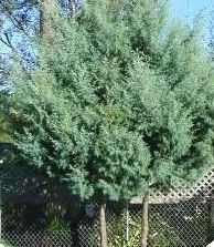 Arizona Cypress, Smooth Cypress, Smooth-barked Arizona Cypress Carolina Sapphire
