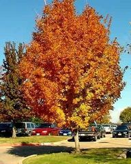 Southern Sugar Maple, Florida Maple