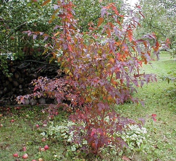 Acer Species, Amur Maple, Siberian Maple, Tatarian Maple