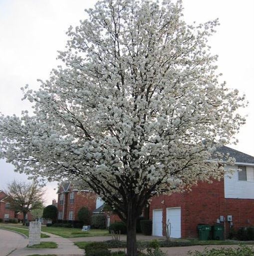 Flowering Pear, Callery Pear Aristocrat