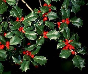 Ilex Species, American Holly, Christmas Holly