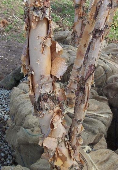 River Birch Heritage