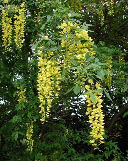 Laburnum Species, Goldenchain Tree, Waterer Laburnum Vossii