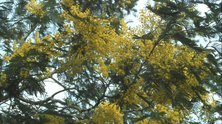 Acacia Species, Silver Wattle