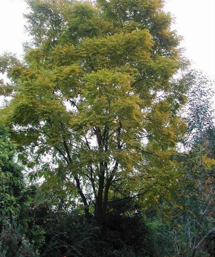 Robinia, Black Locust, Yellow False Acacia, Yellow Locust Frisia