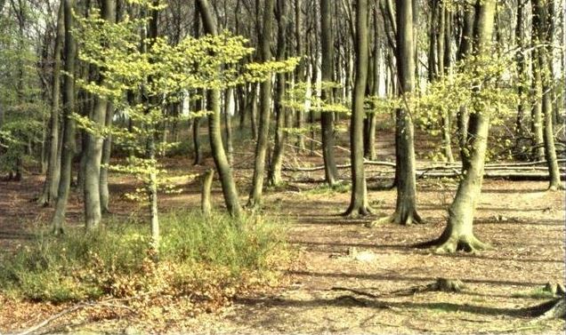 Fagus Species, Common Beech, European Beech Tree