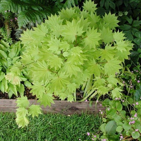 Full Moon Maple, Japanese Maple Aureum