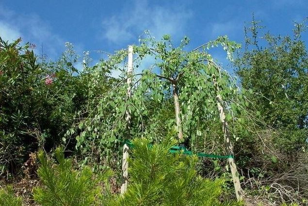 Cercidiphyllum, Weeping Katsura Tree Pendula