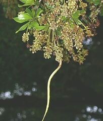 Black Olive Tree, Oxhorn Bucida, Shady Lady