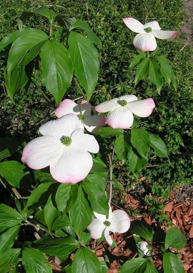 Cornus, Flowering Dogwood Stellar Pink