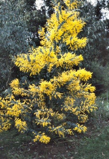 Acacia Species, Golden Mimosa Tree, Cootamundra Wattle, Bailey Acacia