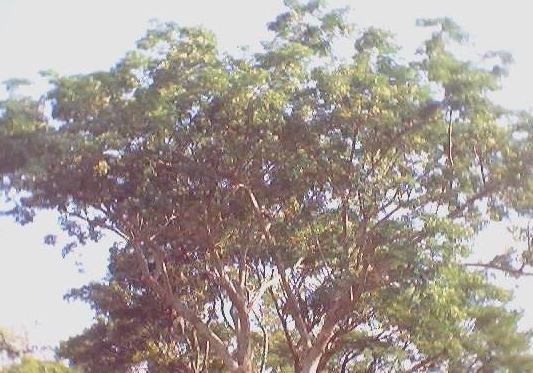 Enterolobium Species, Pacara Earpod Tree