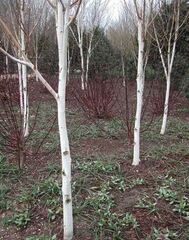 Betula Species, Whitebarked Himalayan Birch, White-Stemmed Birch