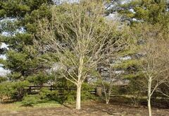 Blue Ash
