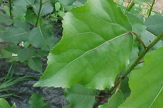 Canadian Poplar, Carolina Poplar, Hybrid Black Poplar OP-367