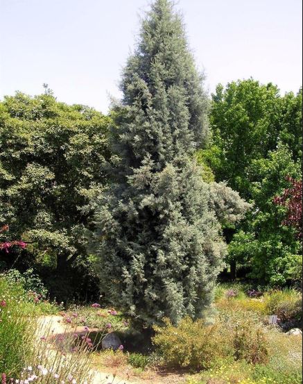Arizona Cypress, Smooth Cypress
