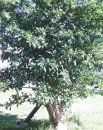 Crescentia Species, Calabash Tree