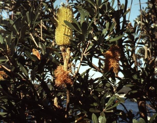 Banksia Species, Coastal Banksia