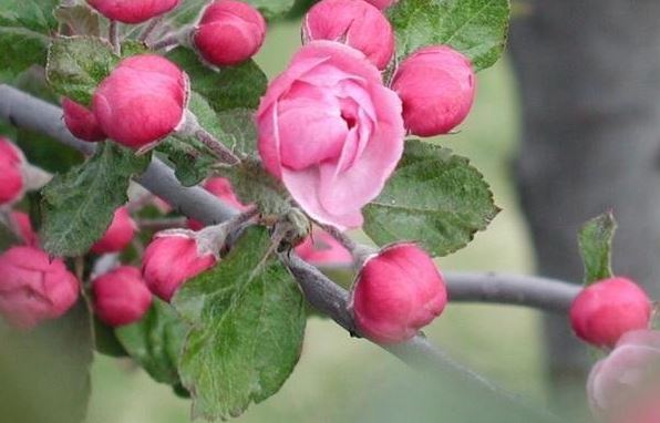 Flowering Crabapple Branzam