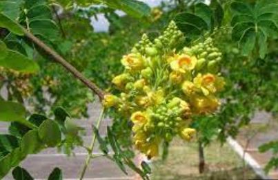 Caesalpinia Species, Brazilian Ironwood, Iron Wood, Leopard Tree