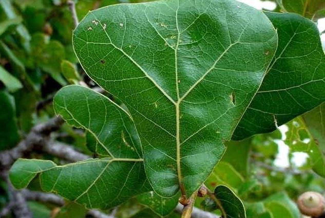 Blackjack Oak