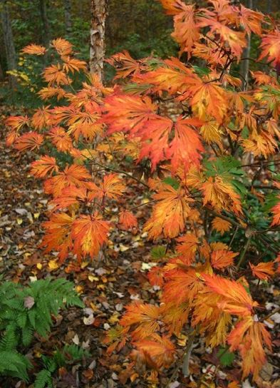Acer, Fernleaf Full Moon Maple, Japanese Maple Aconitifolium