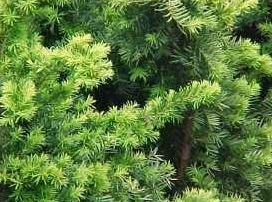 Florida Yew