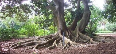 Ficus Species, Moreton Bay Fig