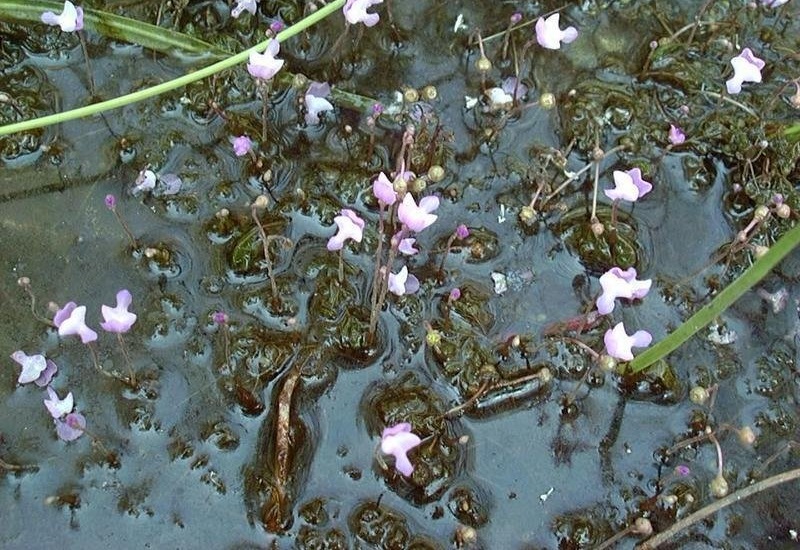 Utricularia Species, Eastern Purple Bladderwort