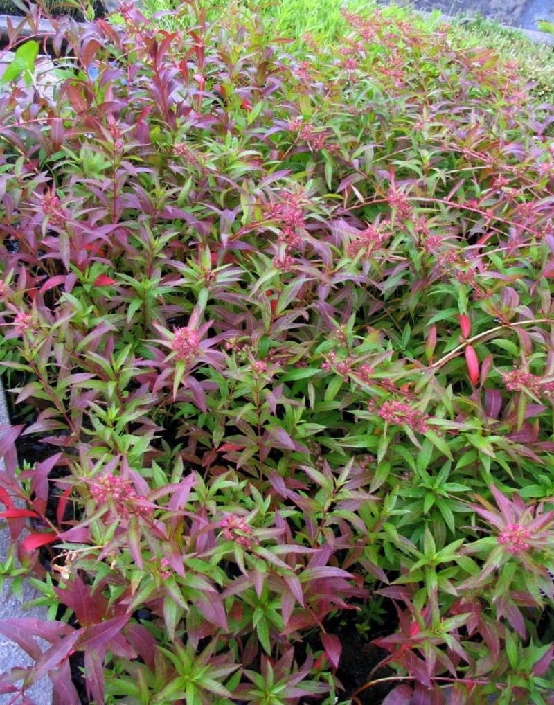 Water Willow, Swamp Loosestrife