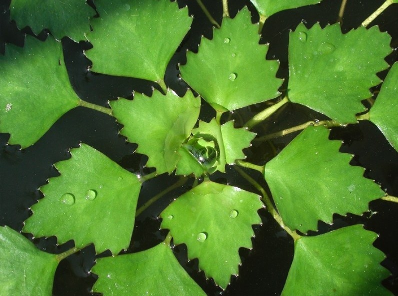 Water Chestnut, Water Caltrop