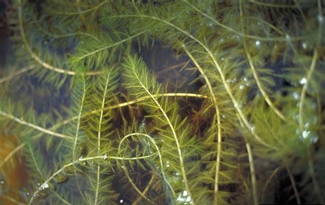 Variable Leaf Water Milfoil