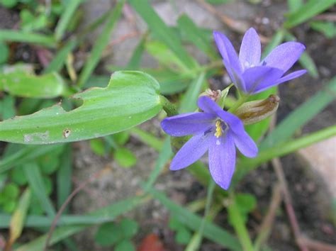 Heartshape False Pickerelweed