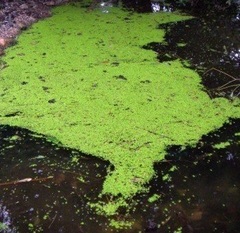 Giant Duckweed, Common Duckmeat