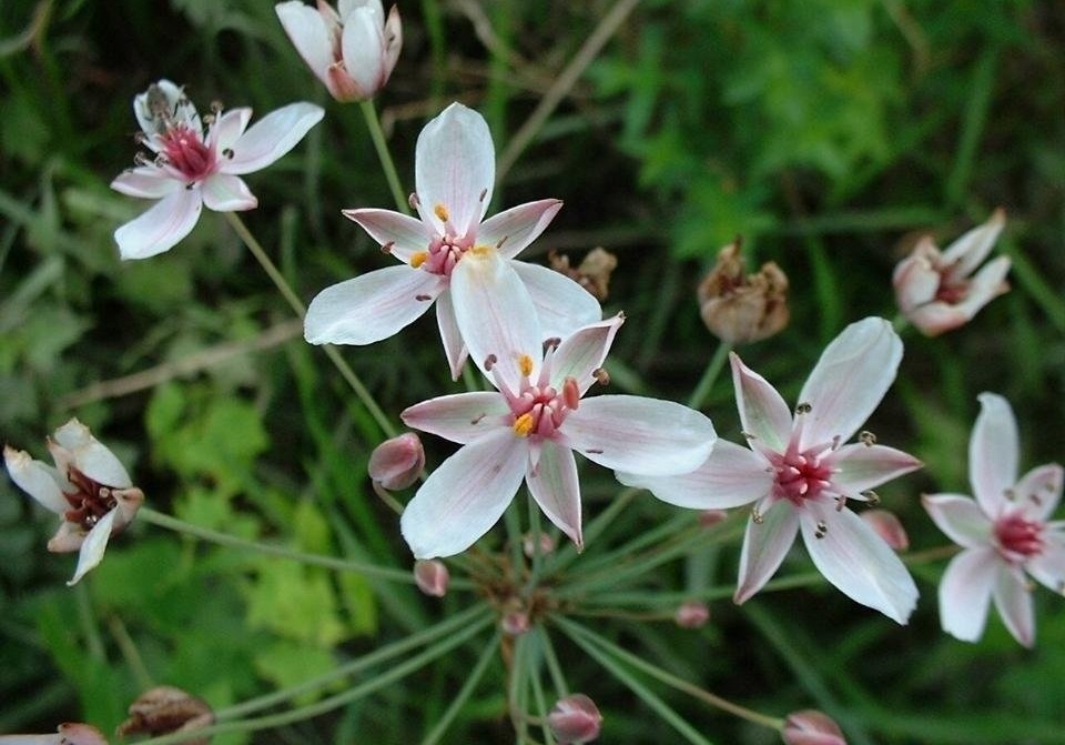Butomus Species, Flowering Rush