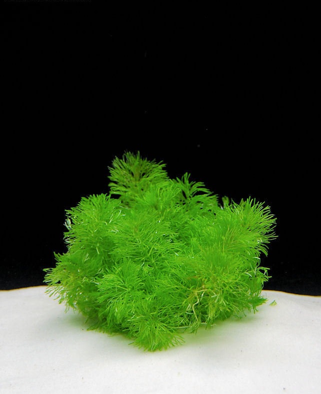Ambulia, Asian Marshweed