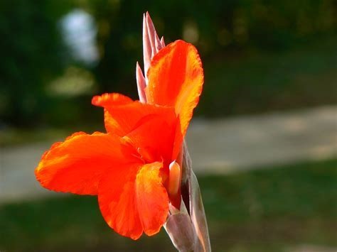 Canna Species, Aquatic Canna, Canna Lily, Louisiana Canna