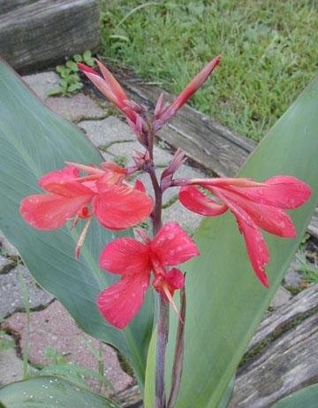 Canna, Aquatic Canna, Canna Lily Endeavour