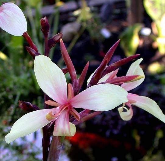 Aquatic Canna Lily Panache