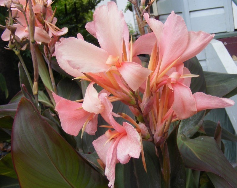 Canna, Canna Lily Constitution