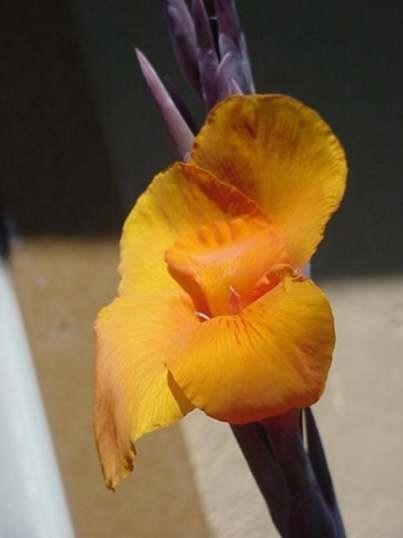 Canna Lily Karl Feldstadt